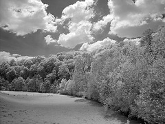 Trees lining the curve of the River Teme