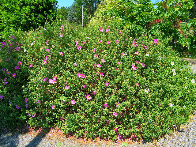 Massif floral de roses églantines