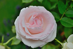Au festival des roses d'Estavayer-le-Lac