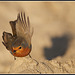 Robin in the sand.