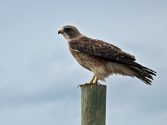 Swainson's Hawk