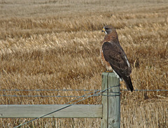 Swainson's Hawk sitting tall