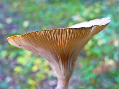 Mushroom bokeh