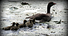 Mother goose leading the way...
