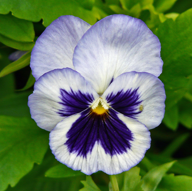 Pansy face