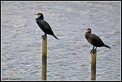 Cormorants on sticks