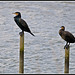 Cormorants on sticks