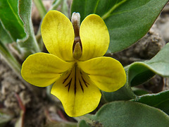 Yellow Prairie Violet