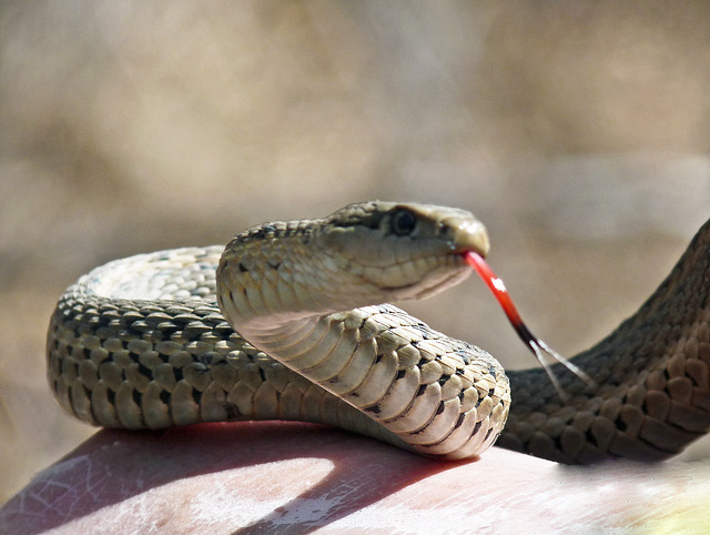 Wandering Garter Snake