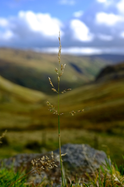 A stem of grass