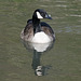 Canada Goose & reflection