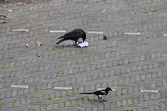 Crow attacking a piece of paper
