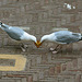 Who is the strongest Gull