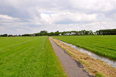 Road through the fields