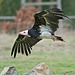Vulture in low level flight
