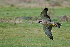 Low flying Lanner Falcon