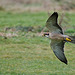 Low flying Lanner Falcon