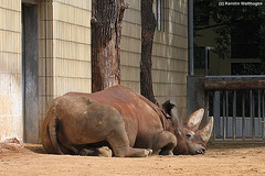 Nashornbulle Kalusho (Zoo Frankfurt)