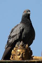 Pigeon throne
