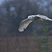 Snowy Owl flying in rain