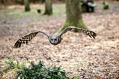 Eagle Owl flying in rain