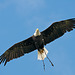 American Eagle in flight