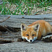 Red Fox kit relaxing