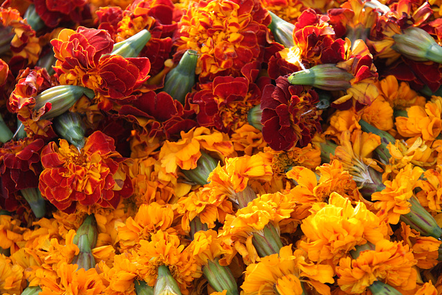 Ceremonial marigolds