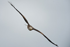 Red kite.......incoming!