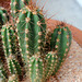 Cactus à identifier