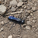 Beautifully blue - Great Black Wasp