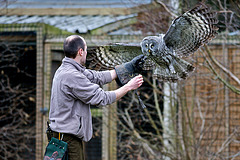 Great Grey Owl with handler