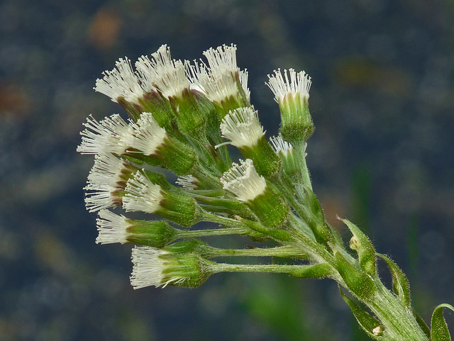 Palmate-leaved Coltsfoot