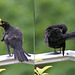 Blackbirds.  ©UdoSm