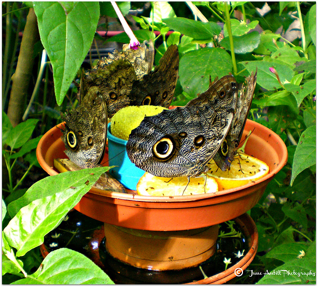 Owl butterflies