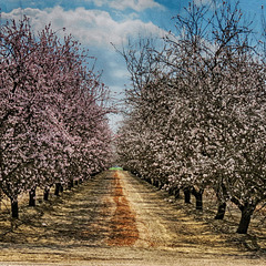Bakersfield Cherries