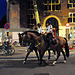 Mounted police in Amsterdam