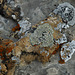 A mixture of Lichens
