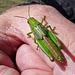 Green Grasshopper nymph