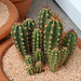 Cactus à identifier- Tricocereus peruvianis ???