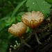 Mushroom Lichen