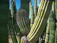 Organ Pipe Cactus tangle