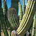Organ Pipe Cactus tangle