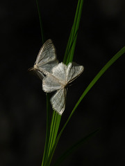 Mating butterflies or moths