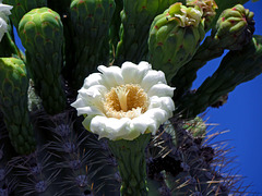 Saguaro Flower