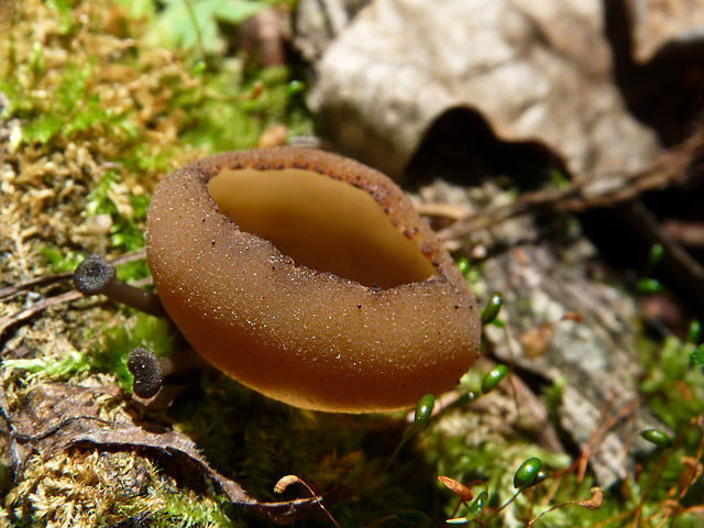 Little fungus cup