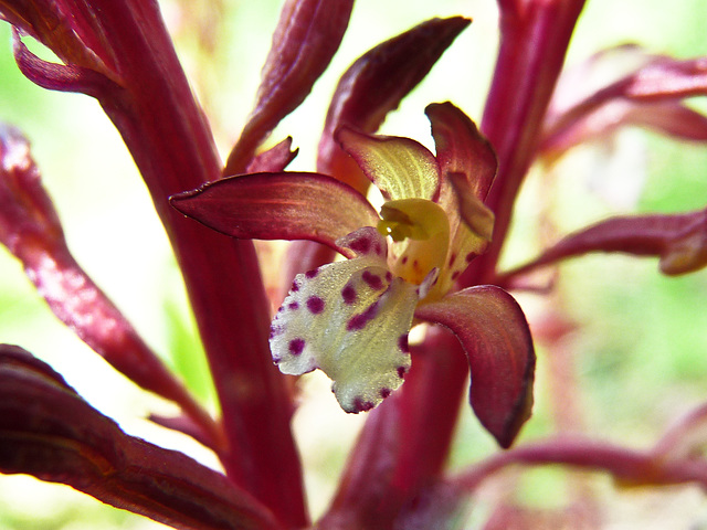 Rare Spotted Coralroot