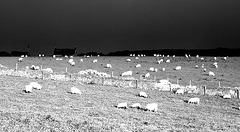 Sheep at Sundown