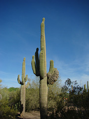 Saguaro with Monstrose Arm