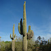 Saguaro with Monstrose Arm
